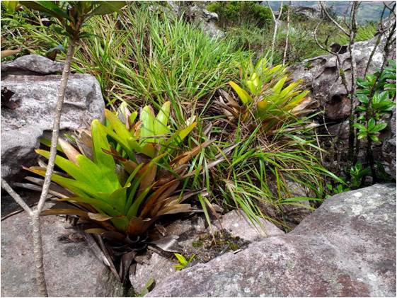 ESPECIAL MEIO AMBIENTE BAHIA -  Nova espécie de bromélia descoberta já é ameaçada de extinção
